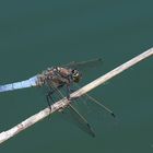 Großer Blaupfeil (Orthetrum cancellatum) m