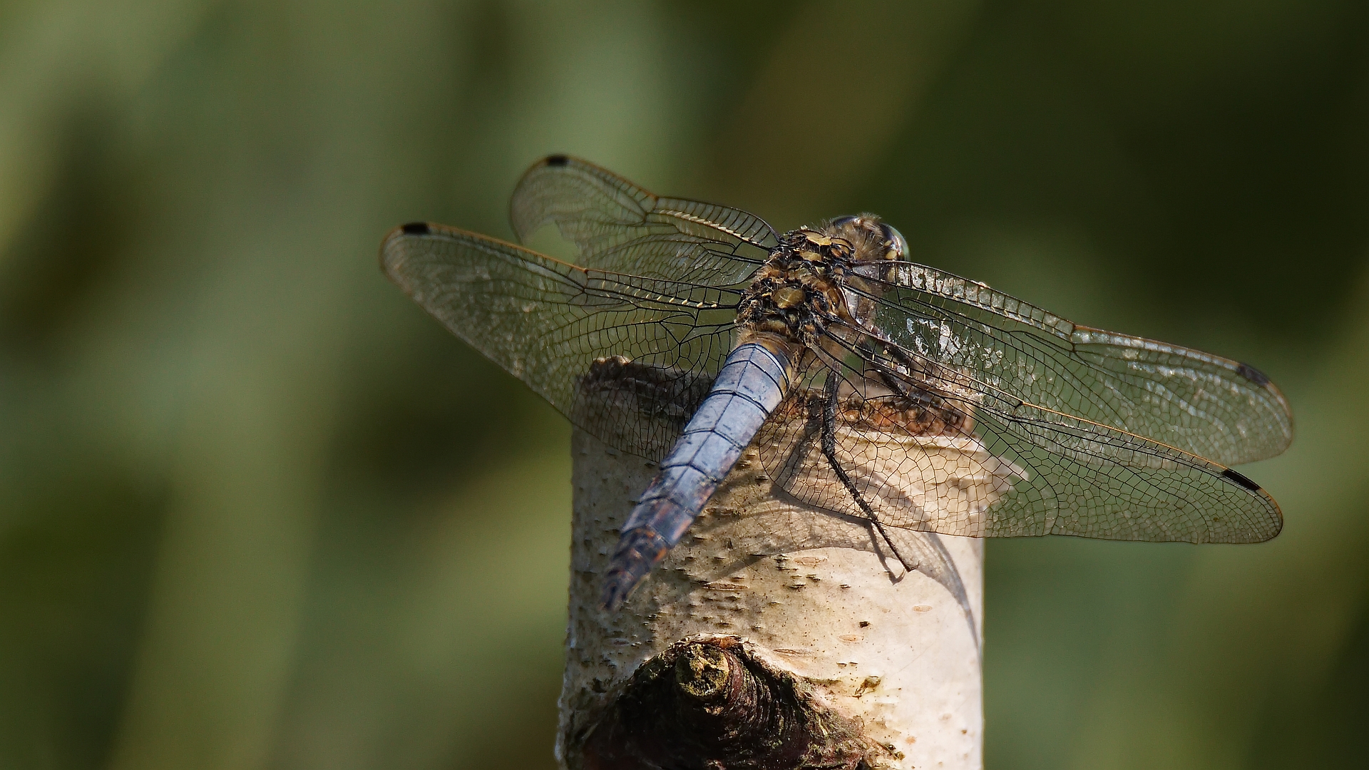 Großer Blaupfeil (Orthetrum cancellatum), Männchen