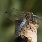 Großer Blaupfeil (Orthetrum cancellatum), Männchen