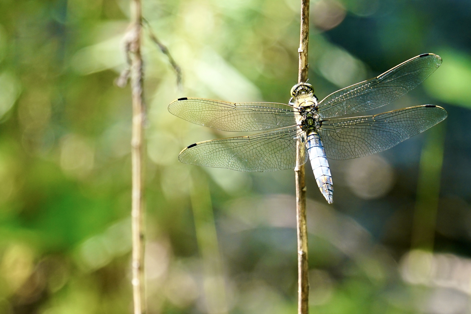 Großer Blaupfeil (Orthetrum cancellatum), Männchen