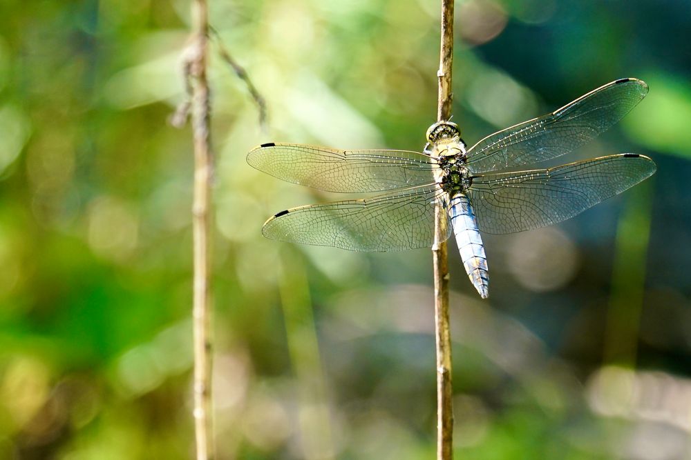 Großer Blaupfeil (Orthetrum cancellatum), Männchen