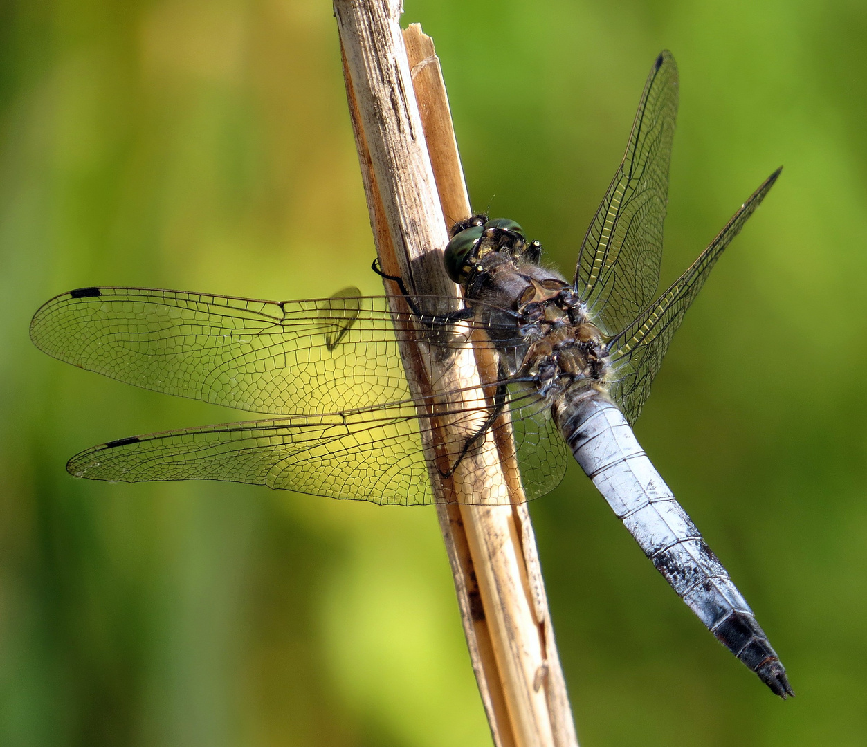 Großer Blaupfeil (Orthetrum cancellatum), Männchen