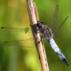 Großer Blaupfeil (Orthetrum cancellatum), Männchen