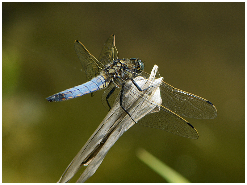 Großer Blaupfeil - Orthetrum cancellatum (Männchen)