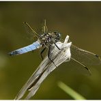 Großer Blaupfeil - Orthetrum cancellatum (Männchen)