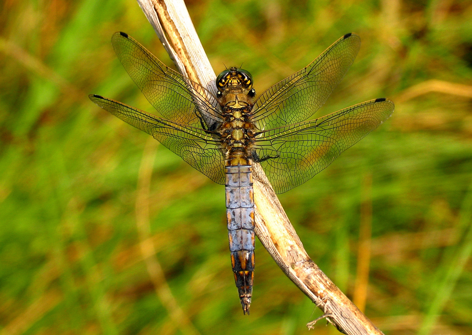 Großer Blaupfeil (Orthetrum cancellatum), Männchen