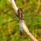 Großer Blaupfeil (Orthetrum cancellatum), Männchen