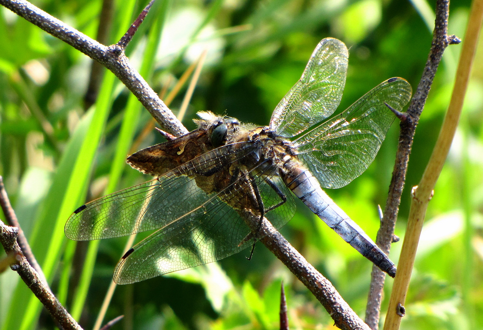 Großer Blaupfeil (Orthetrum cancellatum), Männchen beim Fressen