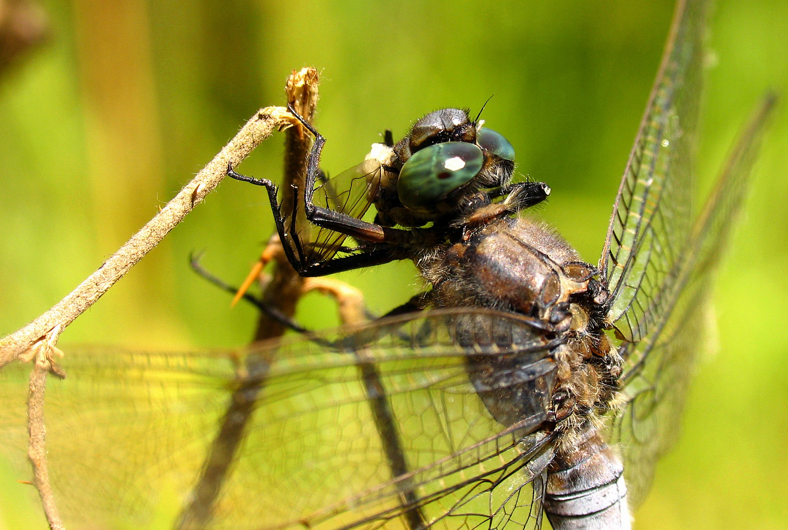 Großer Blaupfeil (Orthetrum cancellatum), Männchen beim Fressen