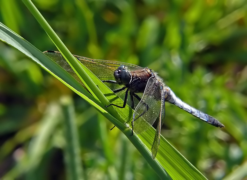 Grosser Blaupfeil (Orthetrum cancellatum), Männchen.