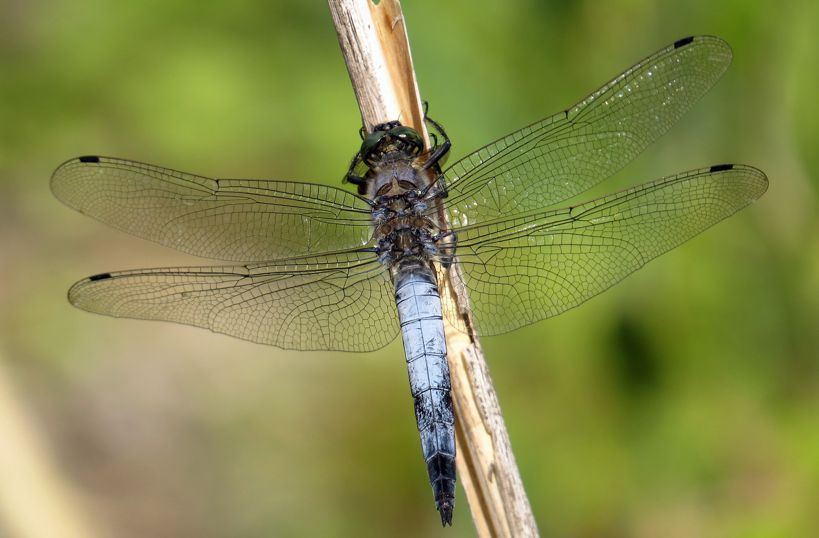 Großer Blaupfeil (Orthetrum cancellatum), Männchen