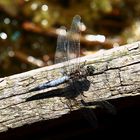 Großer Blaupfeil (Orthetrum cancellatum), Männchen