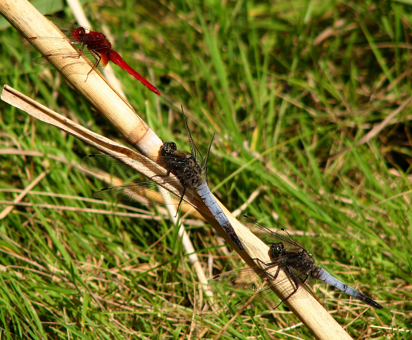 Großer Blaupfeil (Orthetrum cancellatum), Männchen unter Beobachtung