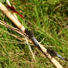 Großer Blaupfeil (Orthetrum cancellatum), Männchen unter Beobachtung