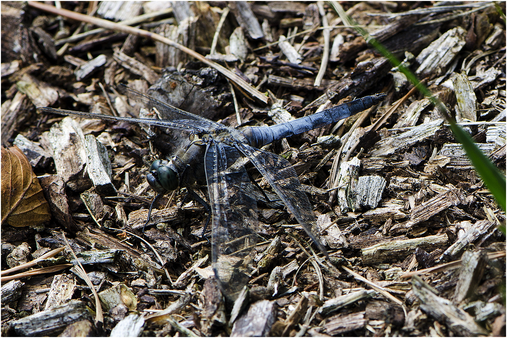 Großer Blaupfeil - Orthetrum cancellatum - männlich