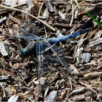 Großer Blaupfeil - Orthetrum cancellatum - männlich