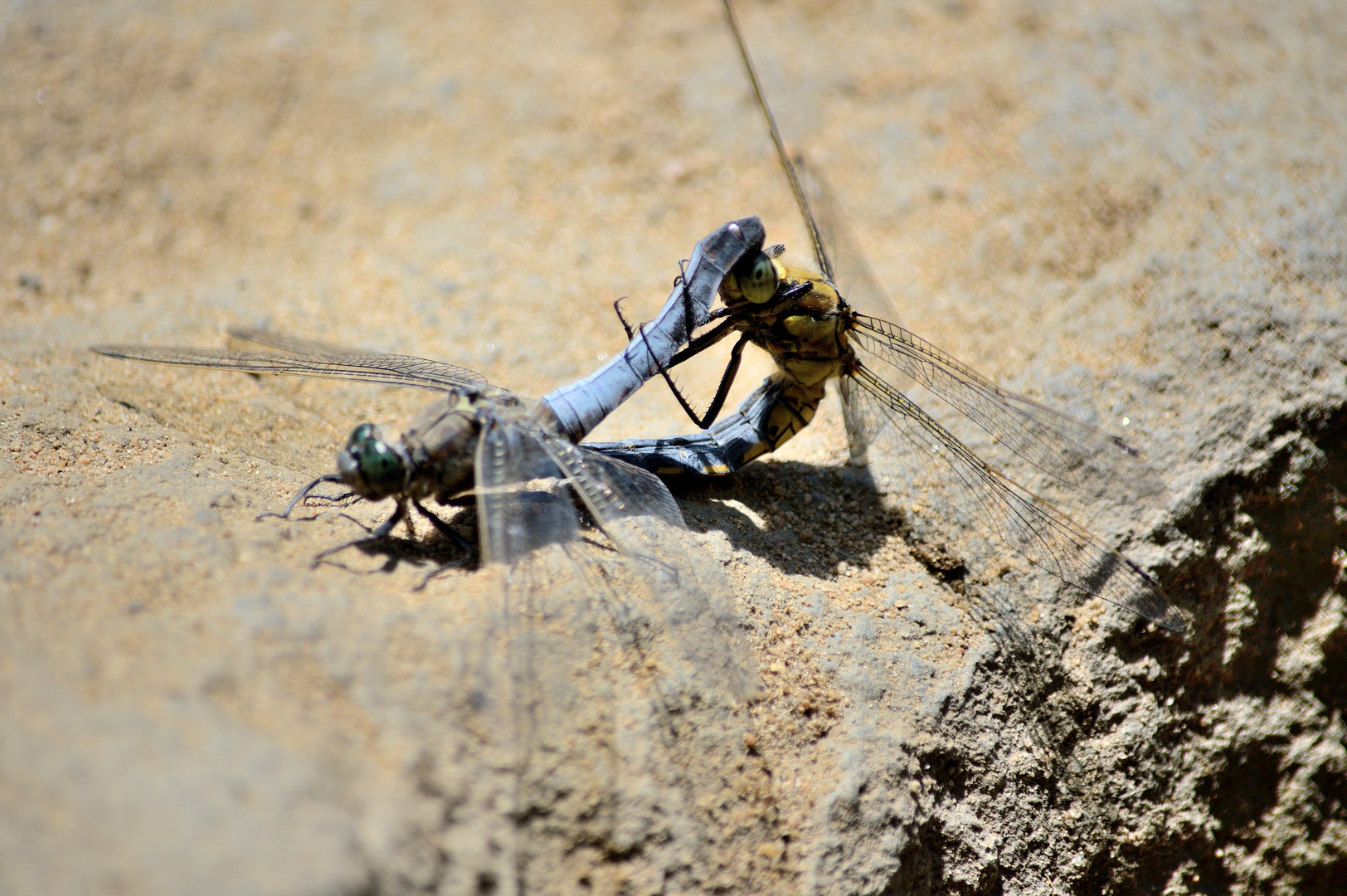 Großer Blaupfeil - Orthetrum cancellatum - Paarungsrad