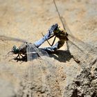 Großer Blaupfeil - Orthetrum cancellatum - Paarungsrad