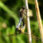 Großer Blaupfeil (Orthetrum cancellatum), Paarungsrad