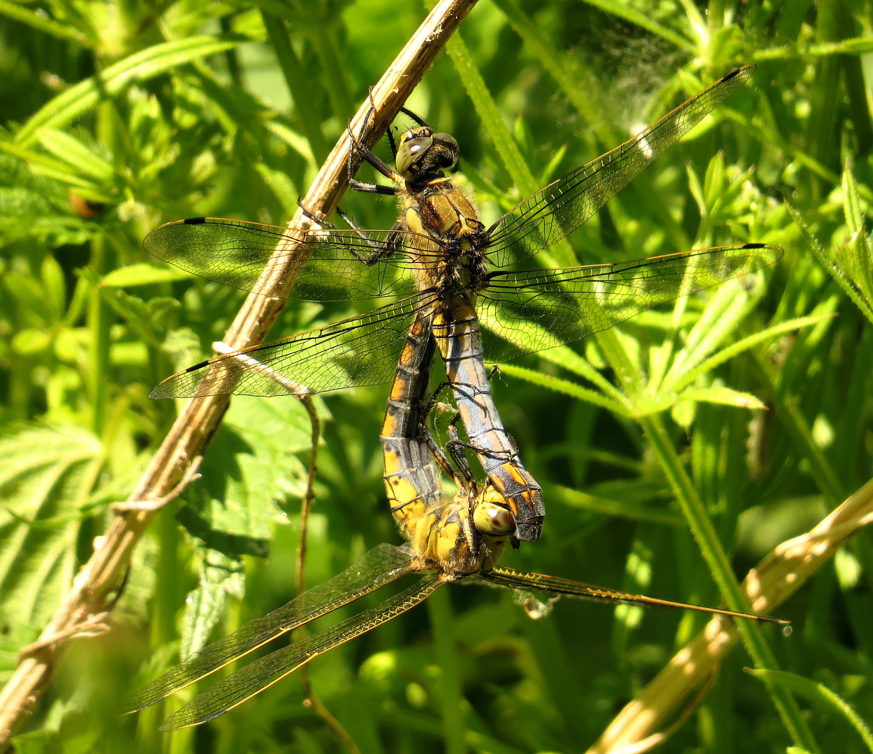 Großer Blaupfeil (Orthetrum cancellatum), Paarungsrad