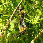 Großer Blaupfeil (Orthetrum cancellatum), Paarungsrad