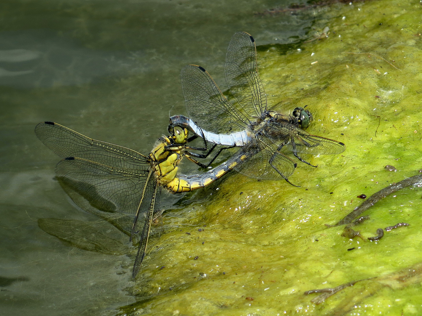 Großer Blaupfeil (Orthetrum cancellatum), Paarungsrad auf Algenteppich