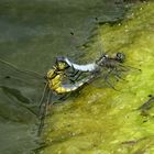 Großer Blaupfeil (Orthetrum cancellatum), Paarungsrad auf Algenteppich