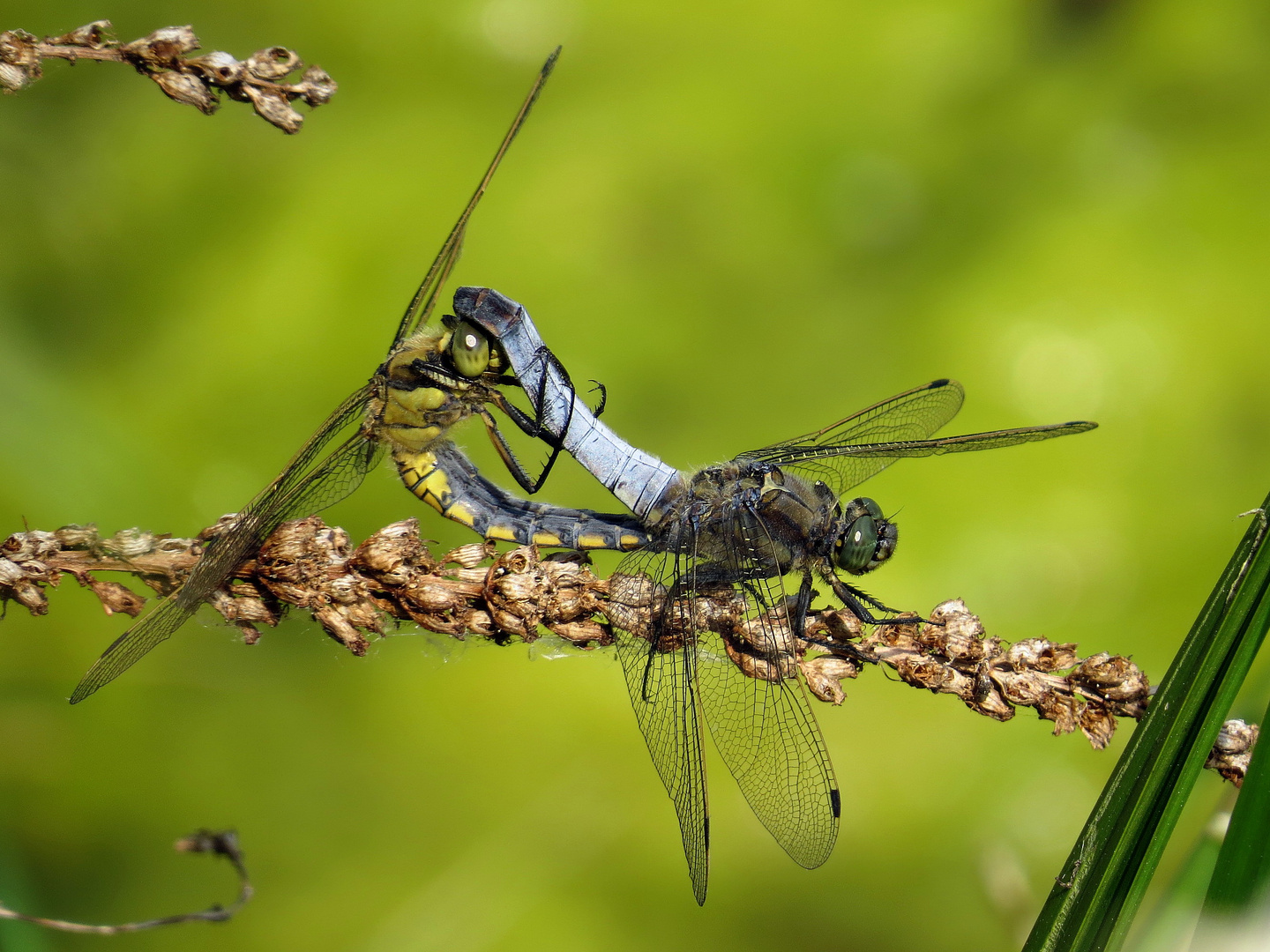 Großer Blaupfeil (Orthetrum cancellatum), Paarungsrad bei über 30 Grad Celsius