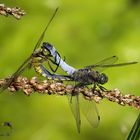 Großer Blaupfeil (Orthetrum cancellatum), Paarungsrad bei über 30 Grad Celsius