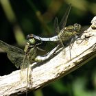 Großer Blaupfeil (Orthetrum cancellatum), Paarungsrad