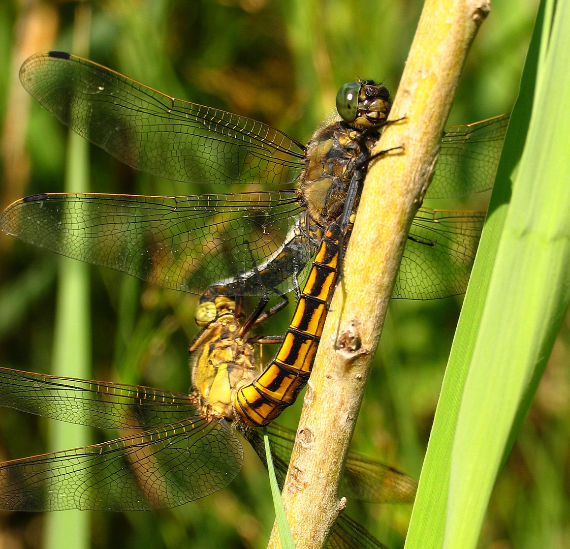 Großer Blaupfeil (Orthetrum cancellatum), Paarungsrad