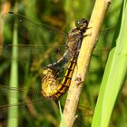 Großer Blaupfeil (Orthetrum cancellatum), Paarungsrad