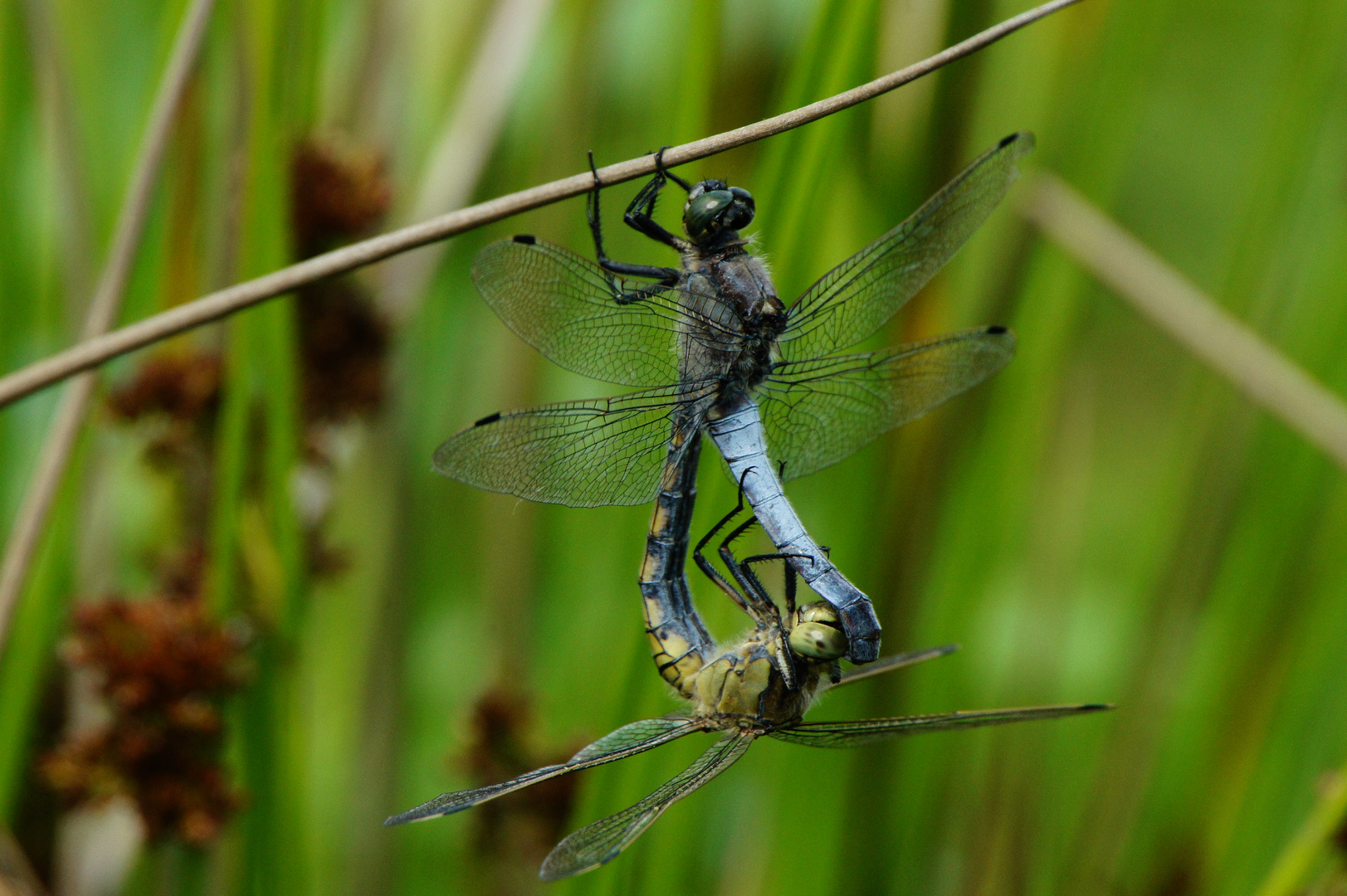 Großer Blaupfeil, Orthetrum cancellatum, Paarungsrad