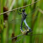 Großer Blaupfeil, Orthetrum cancellatum, Paarungsrad