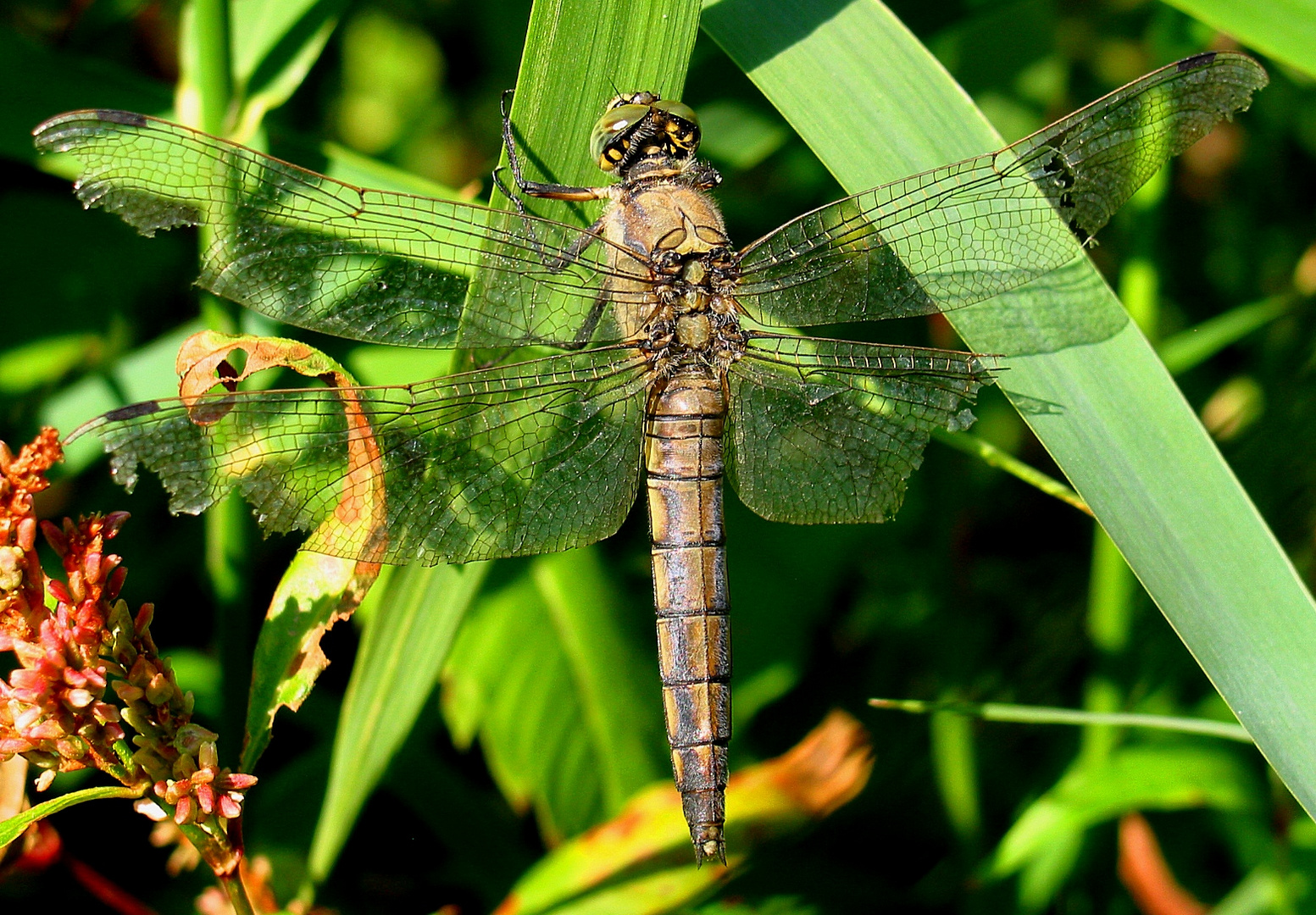 Großer Blaupfeil (Orthetrum cancellatum), sehr altes Weibchen