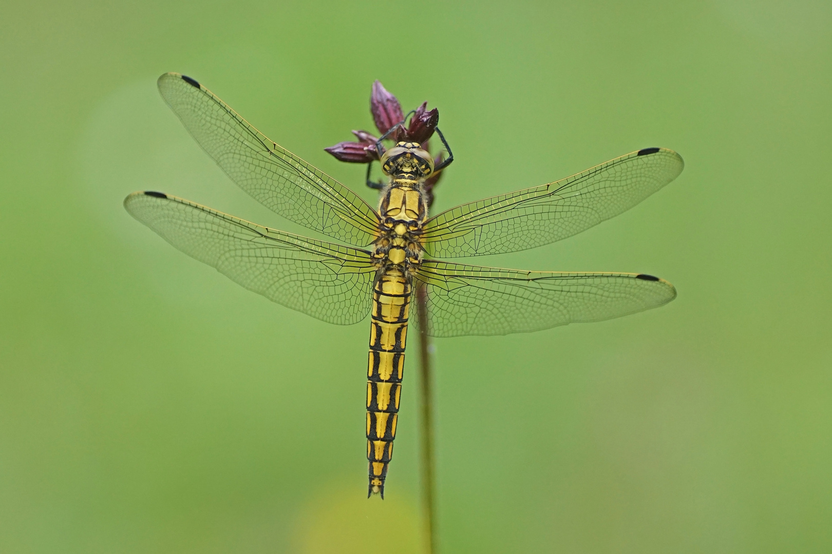 Großer Blaupfeil (Orthetrum cancellatum), Weibchen