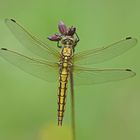 Großer Blaupfeil (Orthetrum cancellatum), Weibchen