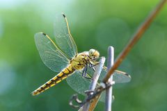 Großer Blaupfeil – (Orthetrum cancellatum) Weibchen