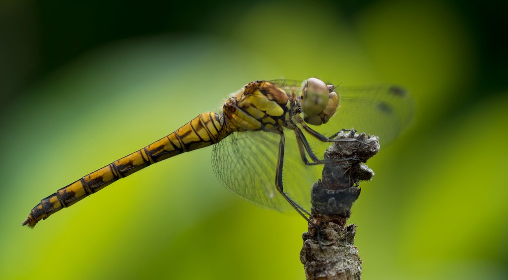 Großer Blaupfeil (Orthetrum cancellatum) Weibchen