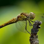 Großer Blaupfeil (Orthetrum cancellatum) Weibchen