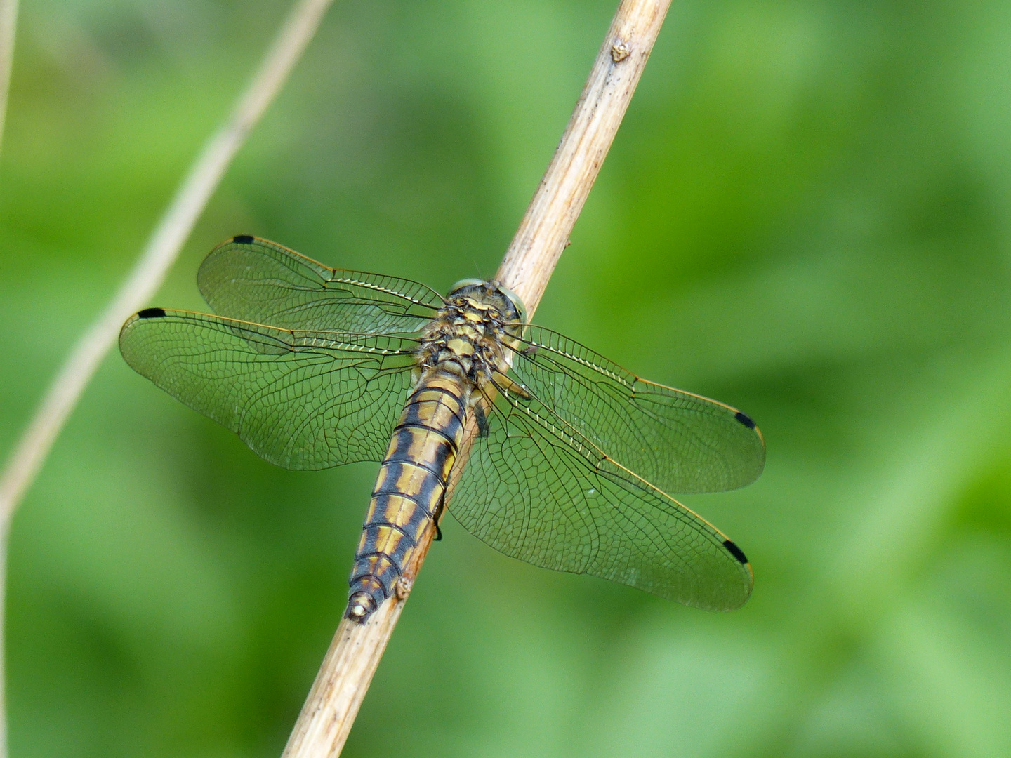 Großer Blaupfeil (Orthetrum cancellatum) Weibchen