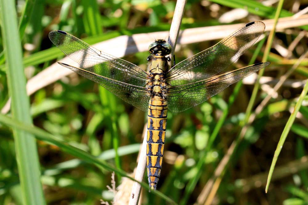 Großer Blaupfeil [Orthetrum cancellatum] - Weibchen