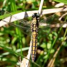 Großer Blaupfeil [Orthetrum cancellatum] - Weibchen