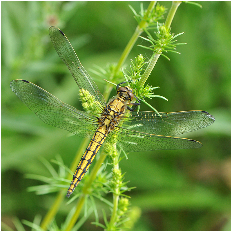 Großer Blaupfeil - Orthetrum cancellatum (Weibchen)