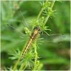 Großer Blaupfeil - Orthetrum cancellatum (Weibchen)