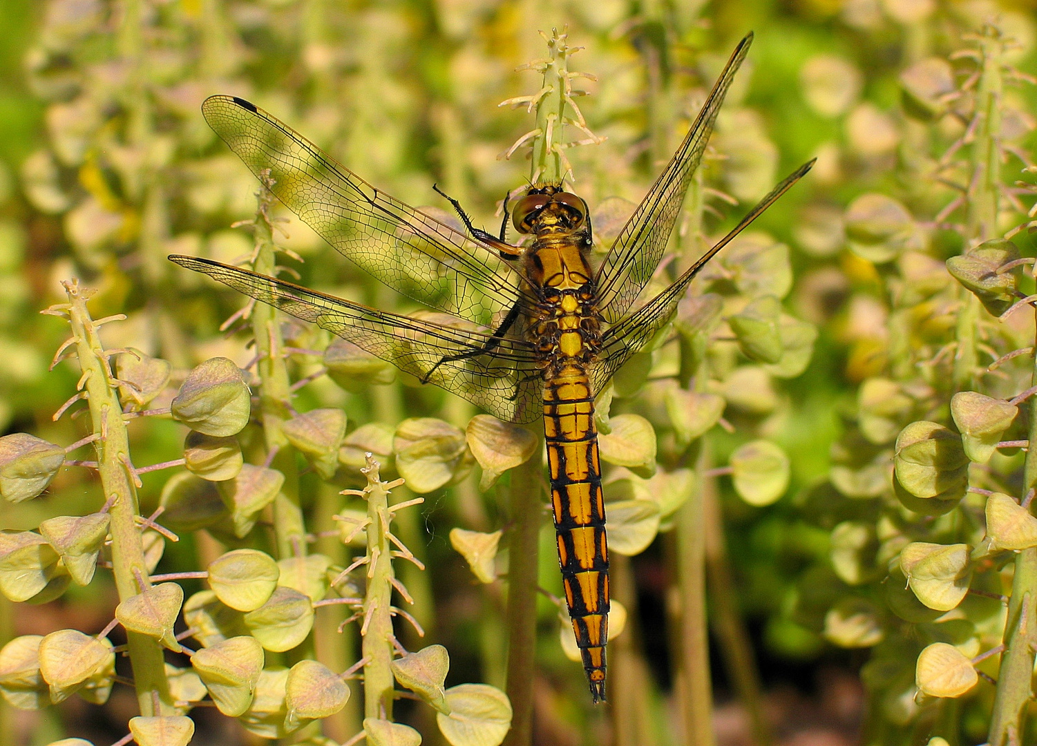 Großer Blaupfeil (Orthetrum cancellatum), Weibchen