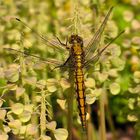 Großer Blaupfeil (Orthetrum cancellatum), Weibchen