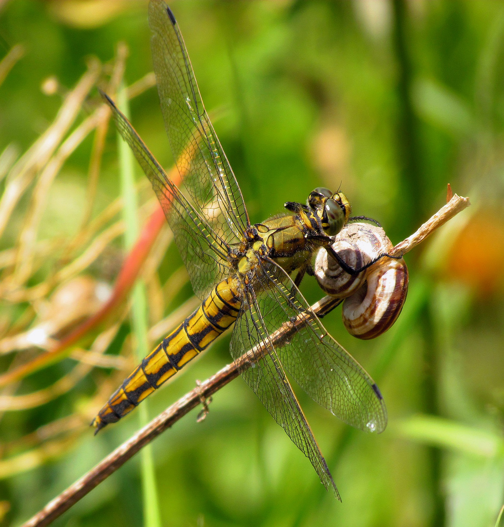 Großer Blaupfeil (Orthetrum cancellatum), Weibchen