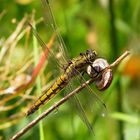 Großer Blaupfeil (Orthetrum cancellatum), Weibchen