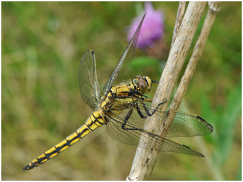 Großer Blaupfeil - Orthetrum cancellatum (Weibchen)